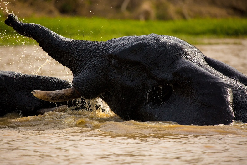 elephant - continent tours