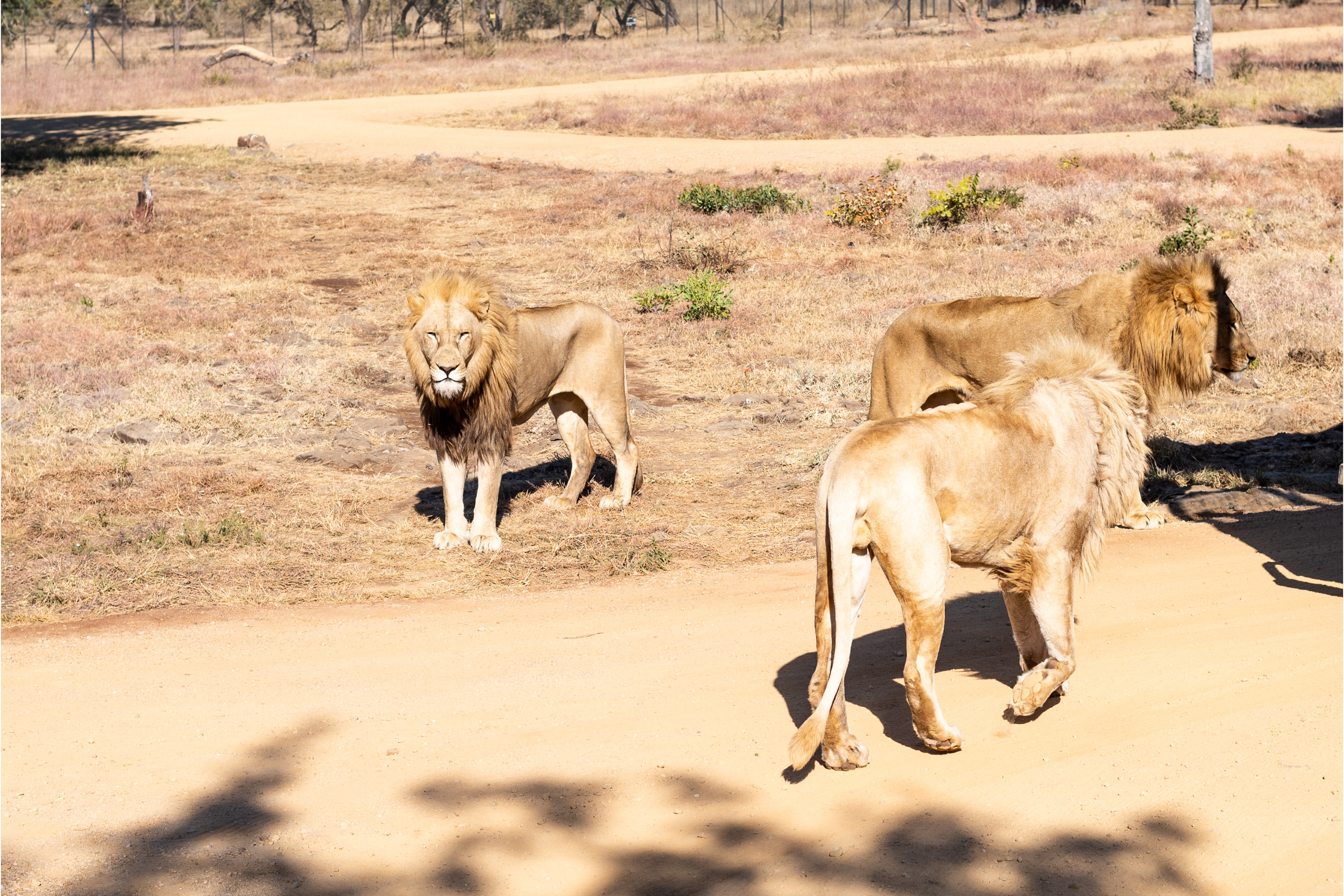 Lion Safari