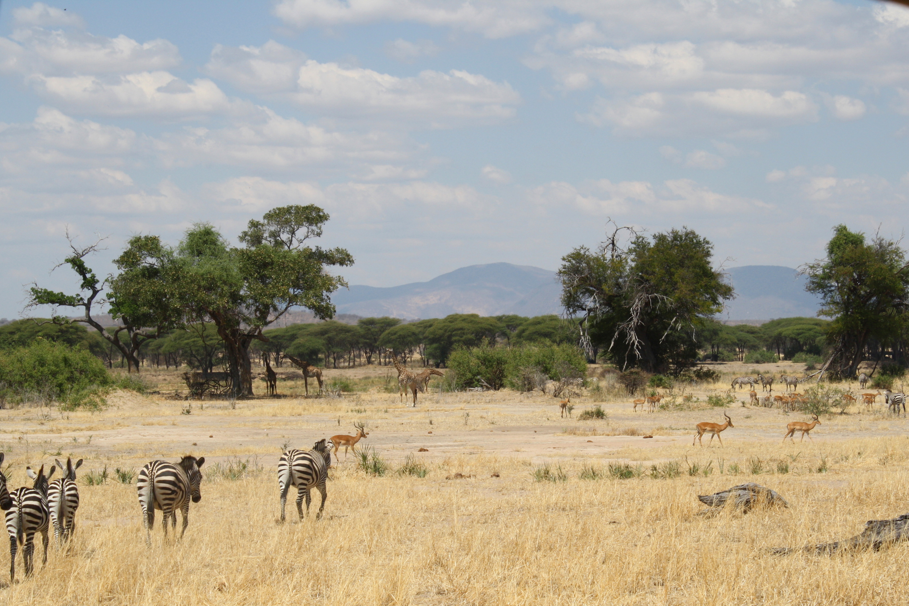 African safari