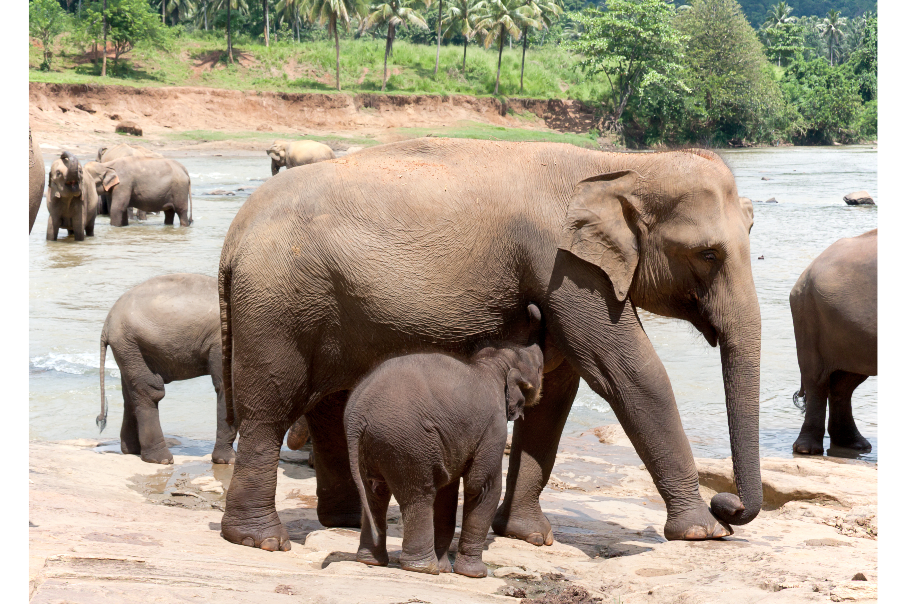 mother elephant with babies