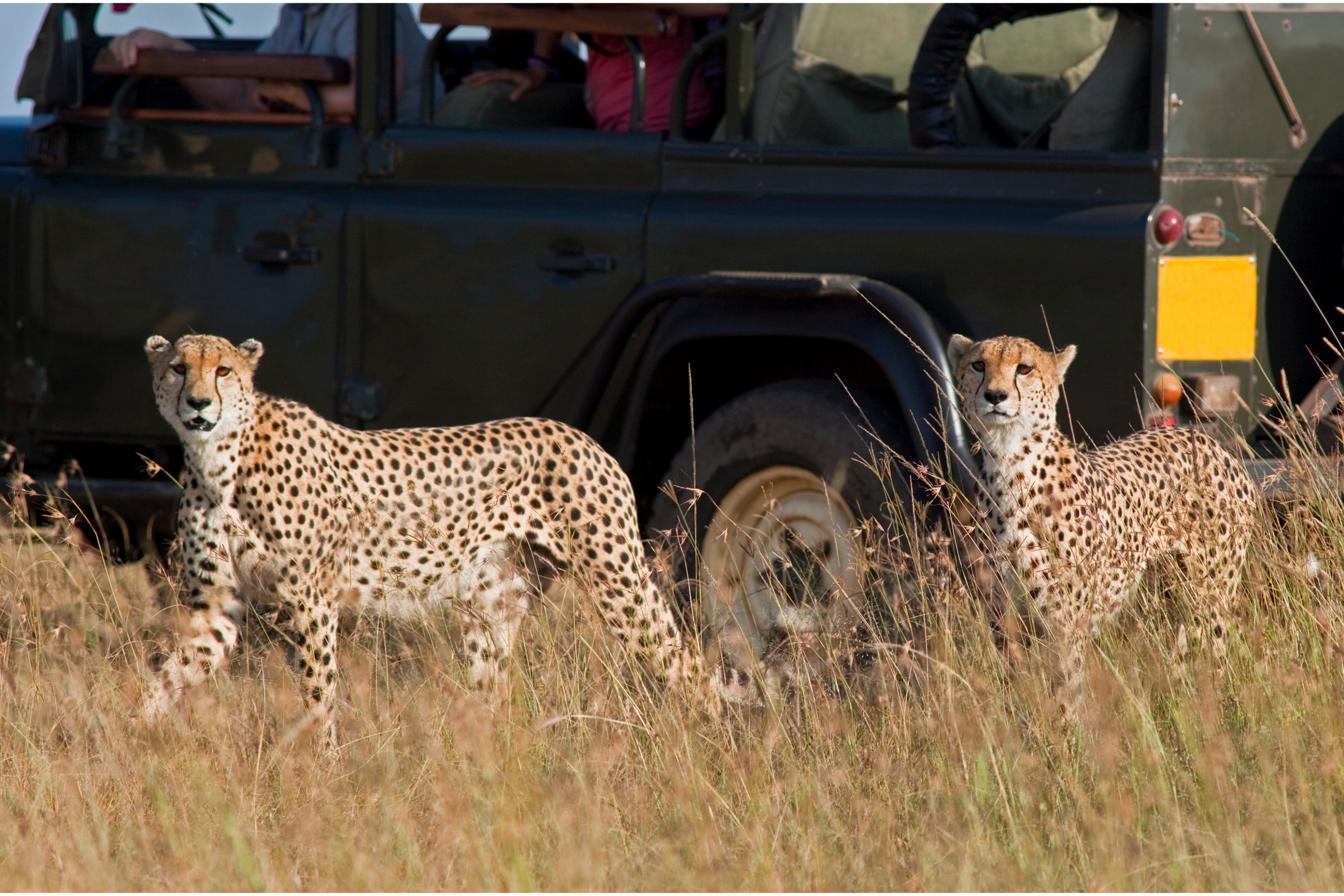 Africa Safari