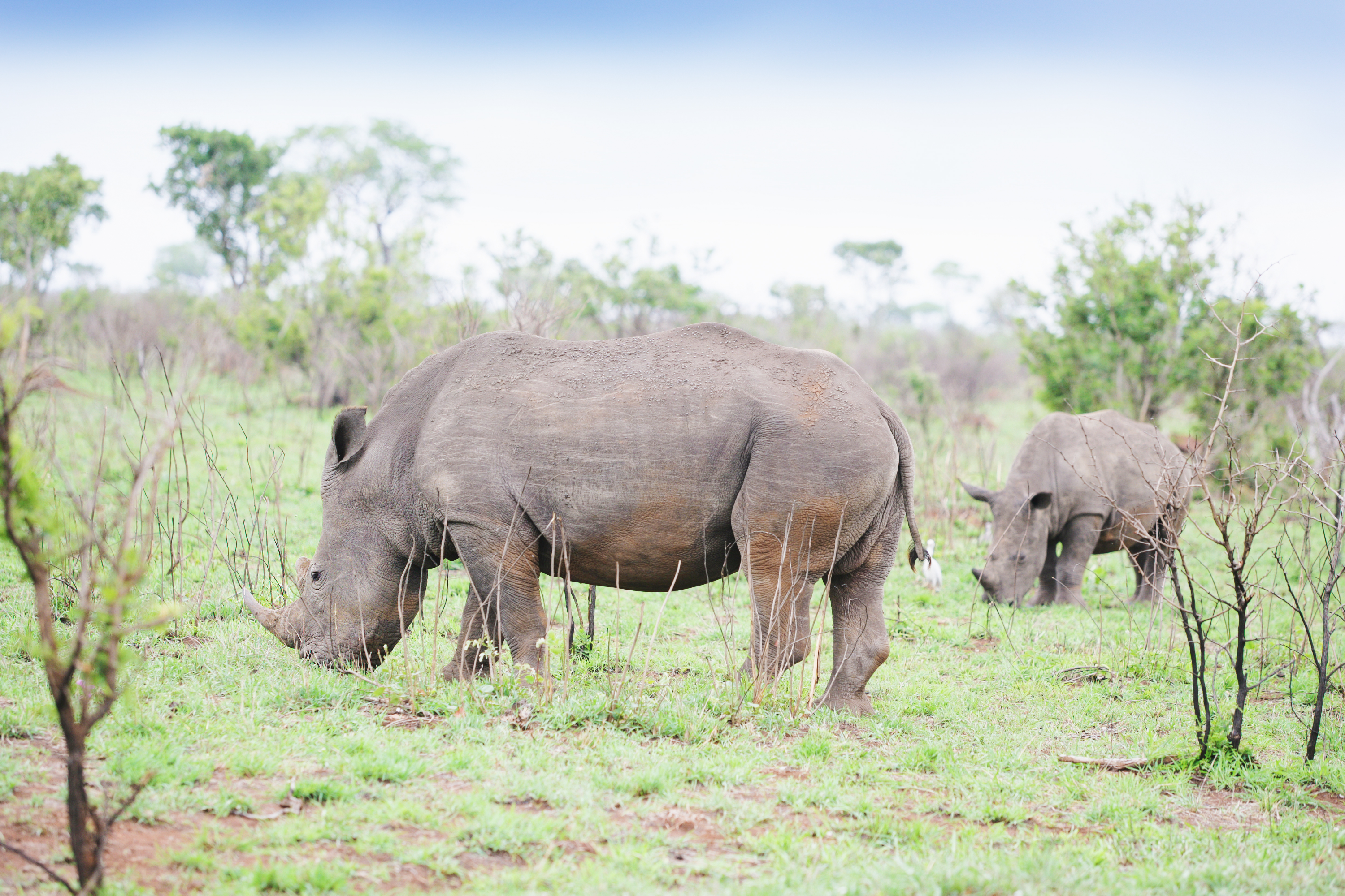White Rhino in Kruger Park