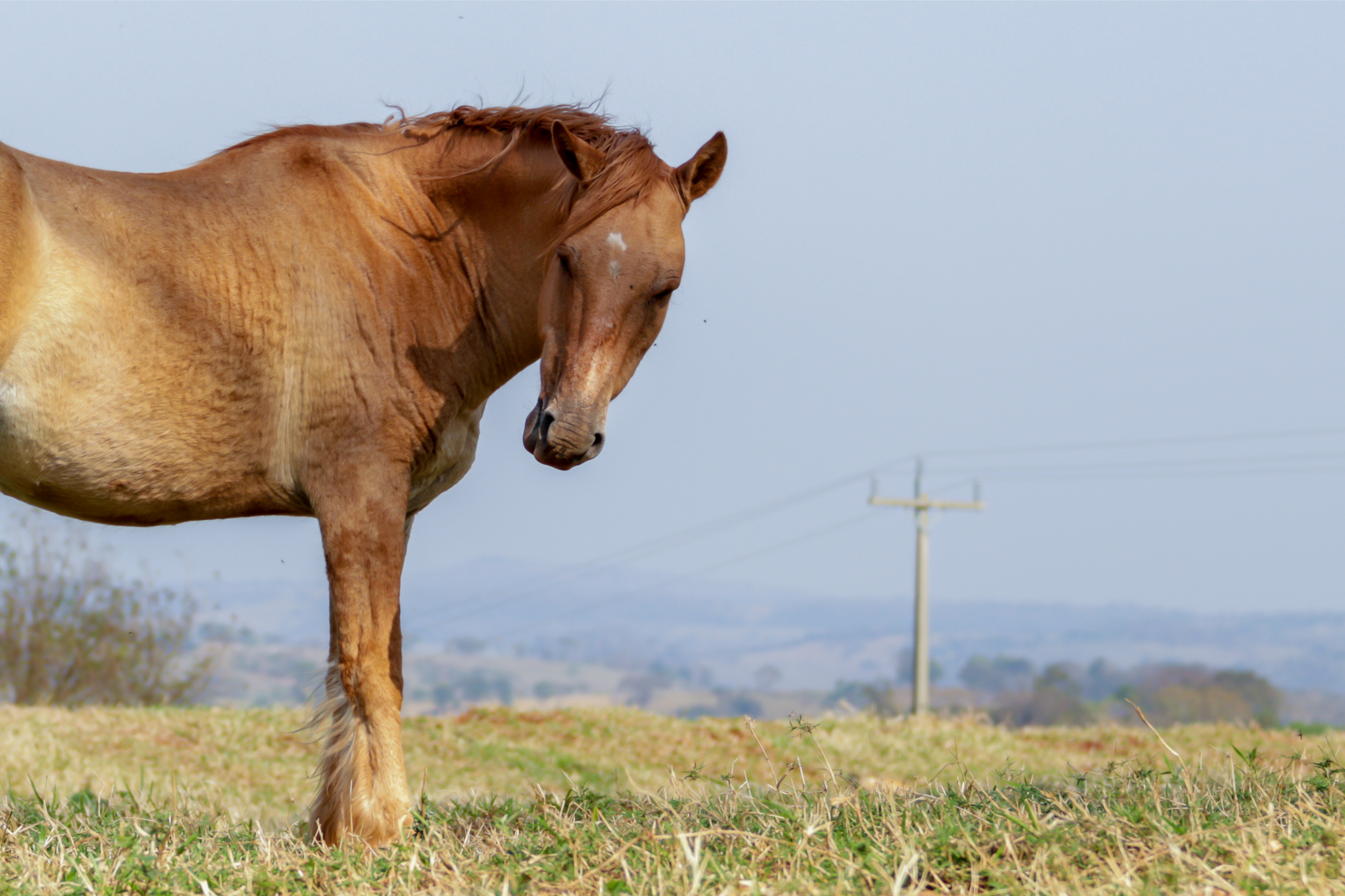 Horse riding Safari