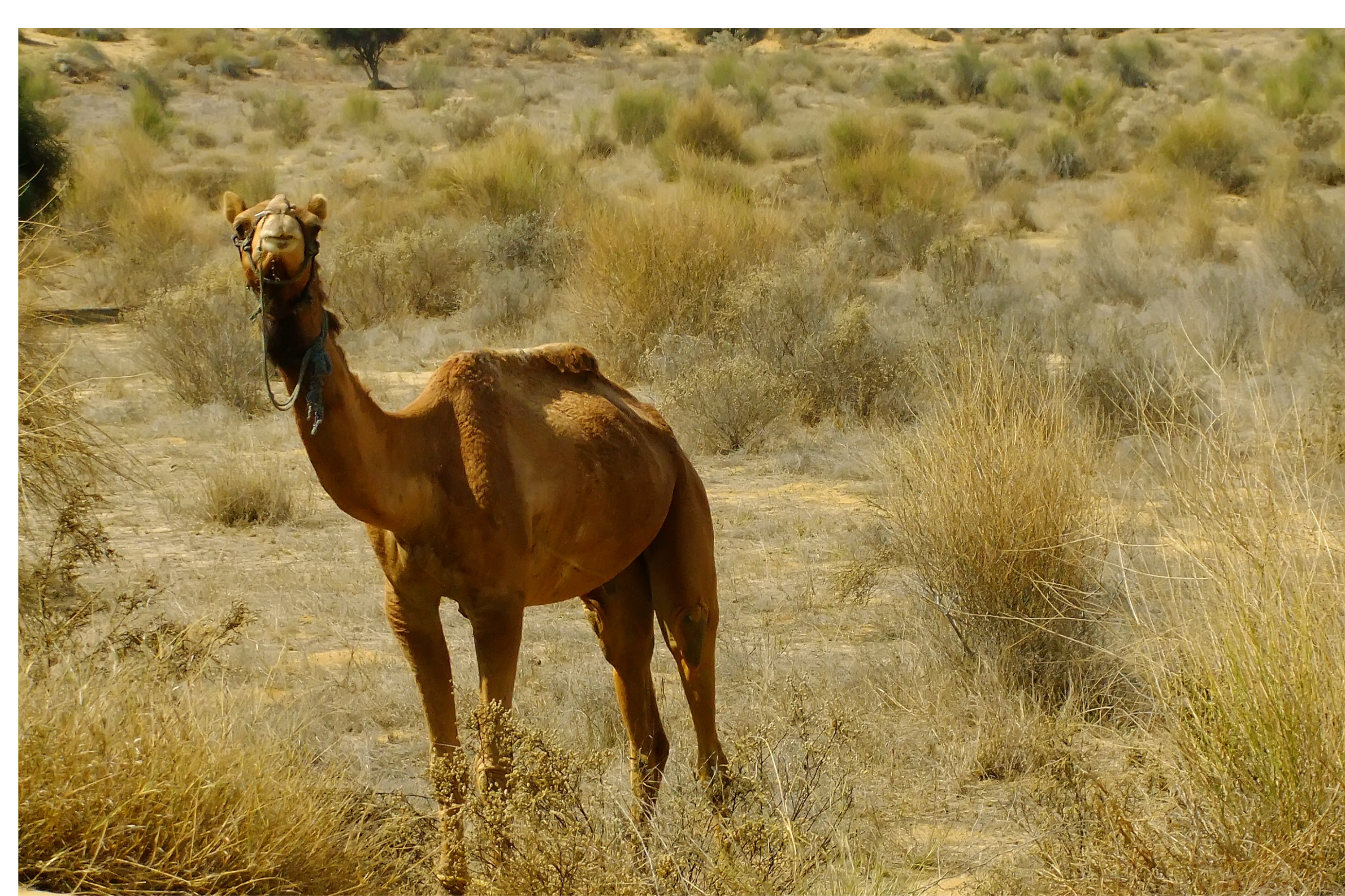 Camel riding