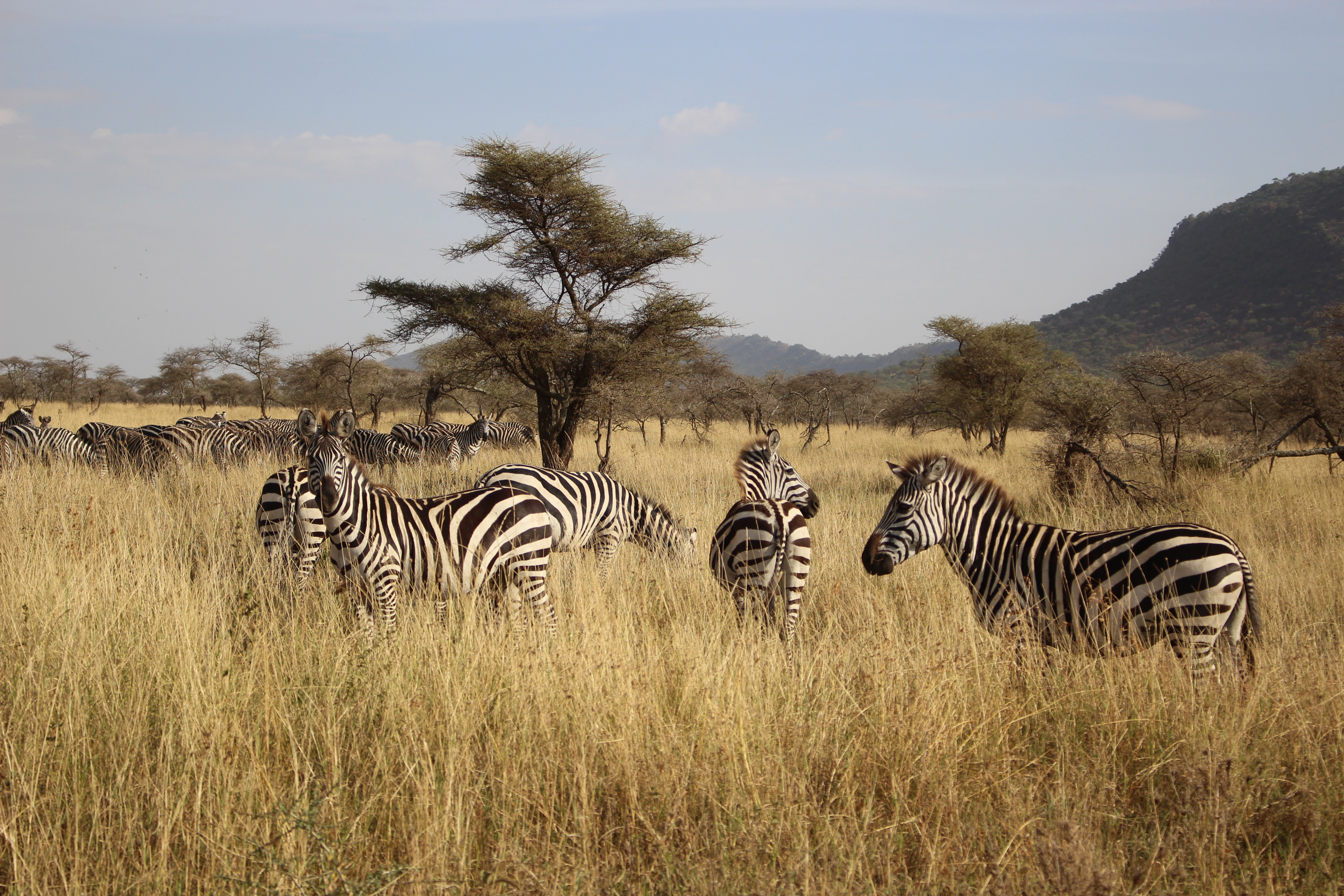 Grevey Zebra
