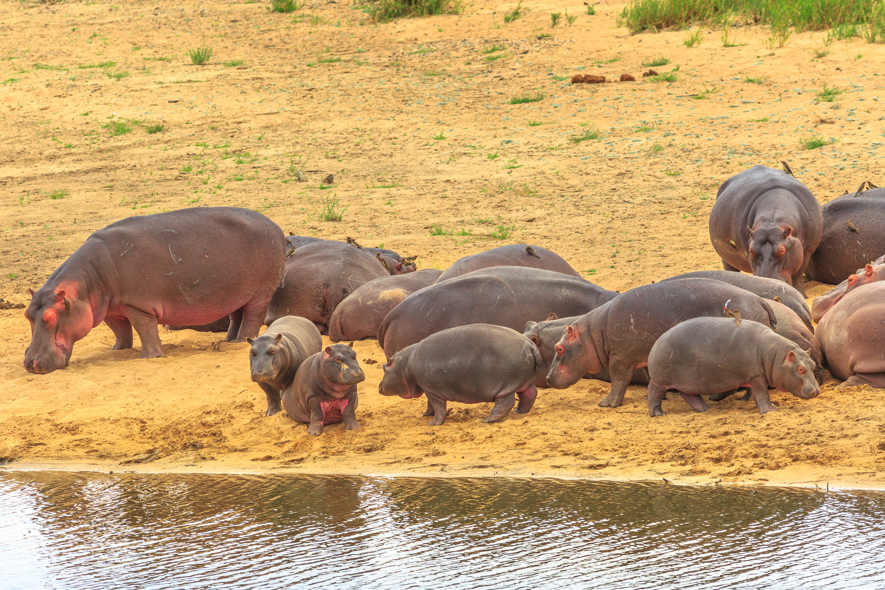 Hippo's
