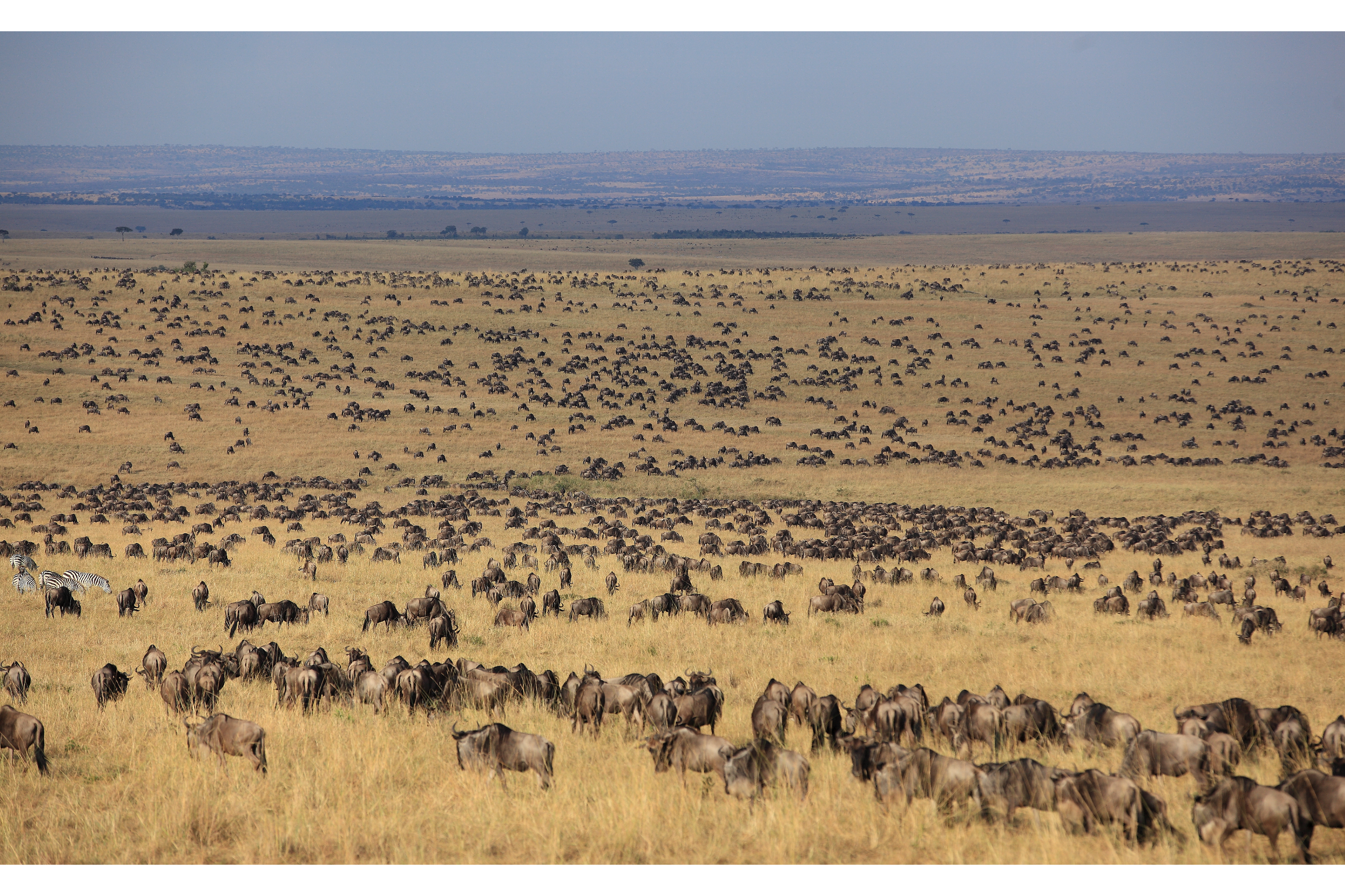Plains of Mara