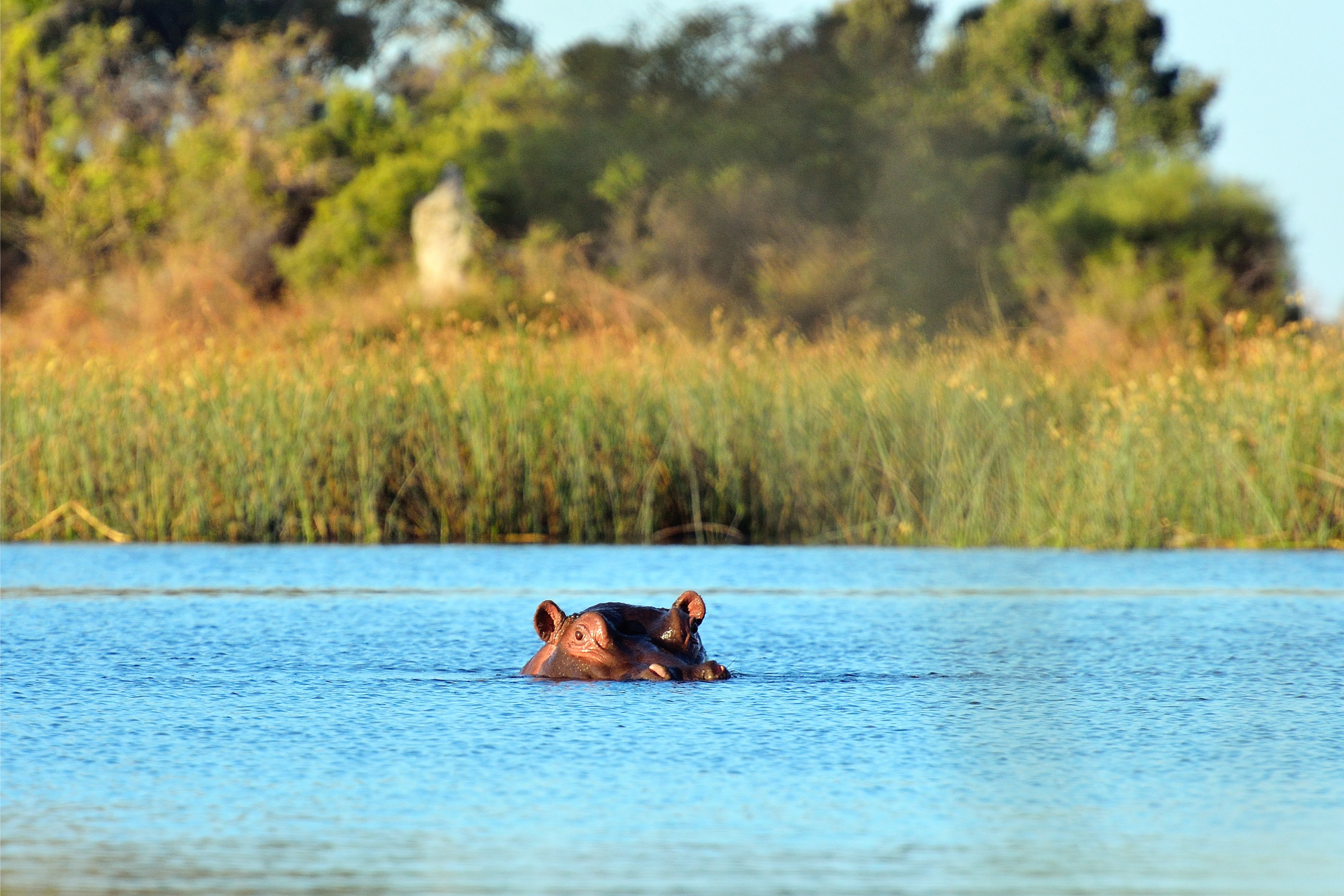 Okavango Delta, Botswana